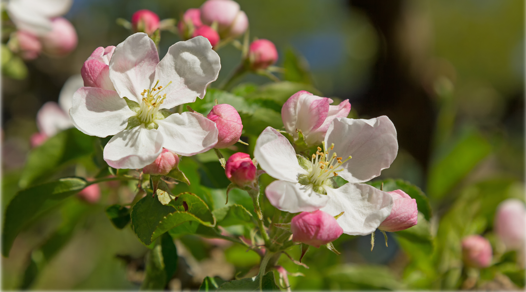 Obstblüten retten: Flüssiggas schützt vor Kältetod