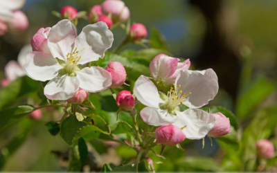 Obstblüten retten: Flüssiggas schützt vor Kältetod